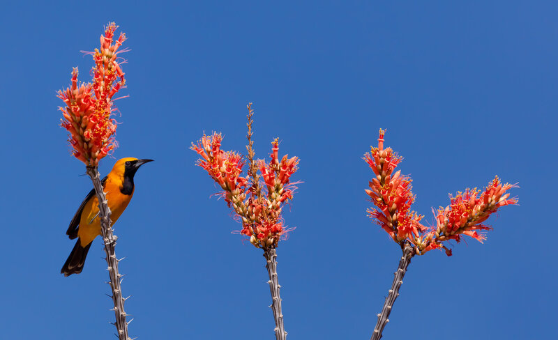 Hooded-Oriole