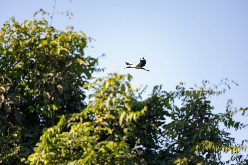 Careyes-Nature-Birthwatching-4304