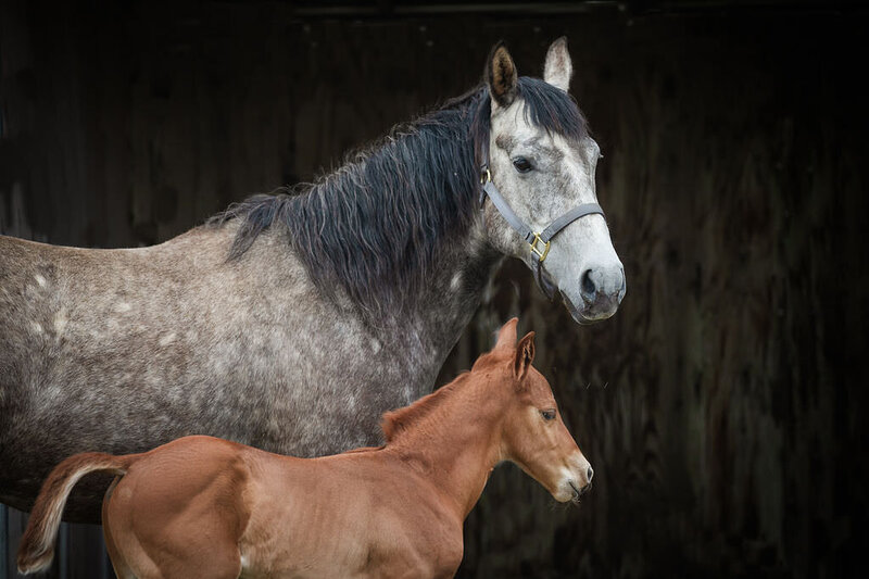 20240414_kya-photography-equestrian-photographer_0034