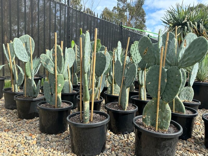 Opuntia Burbank  | Mickey Mouse  Cactus | Spineless