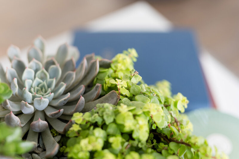 Variety of succulents on a desk