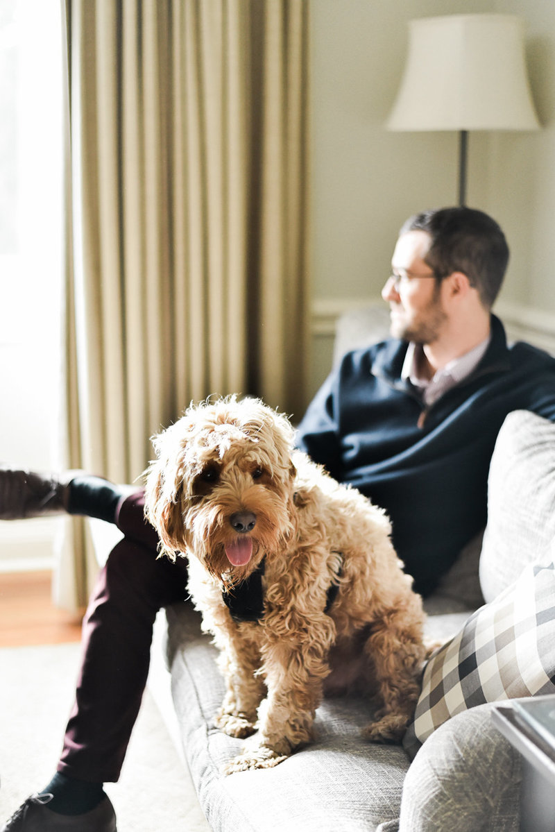 Blond cockapoo dog on couch with man