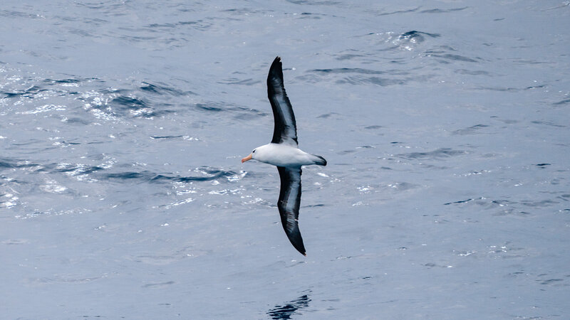 20240208_7401954_Drake-Passage_KayFochtmann