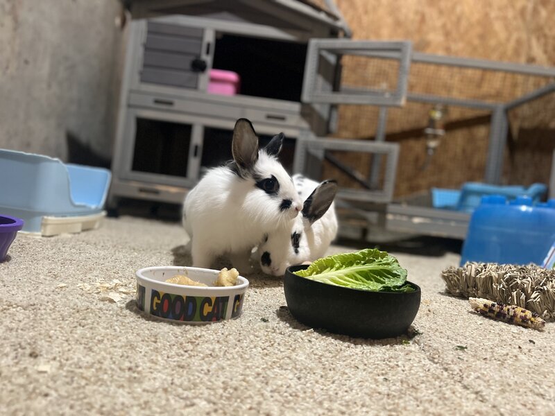 Bunny