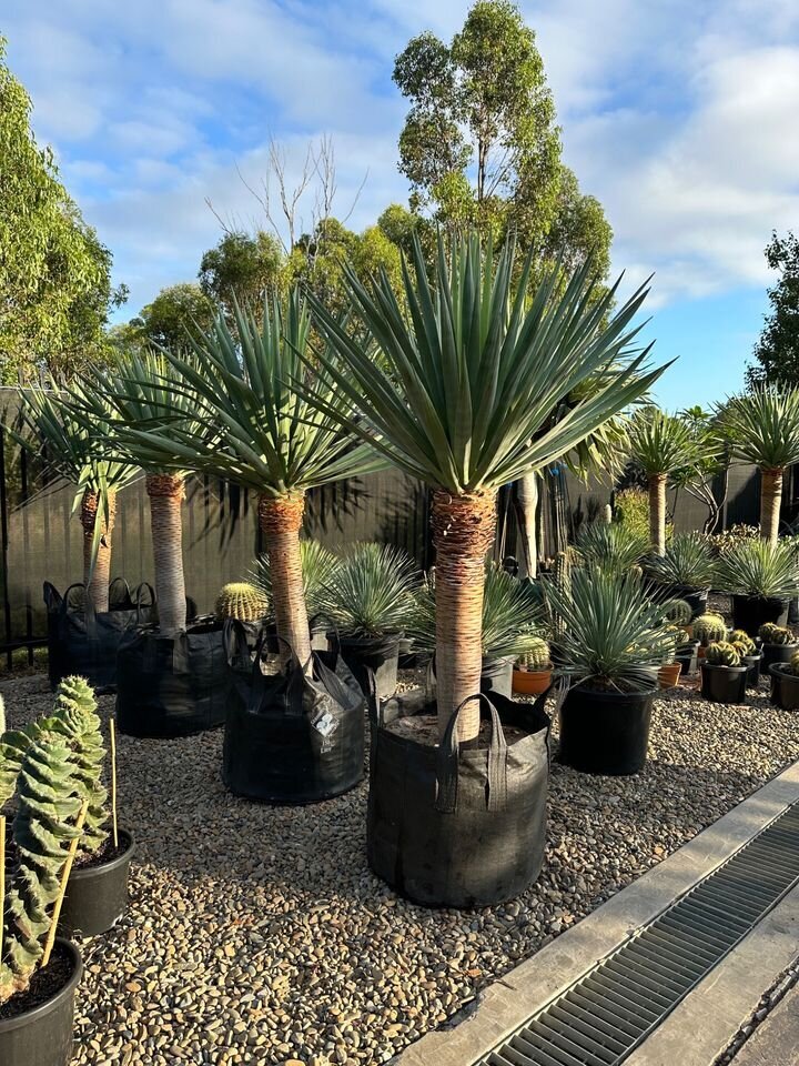 dracaena draco dragon trees for sale - mature trees sydney