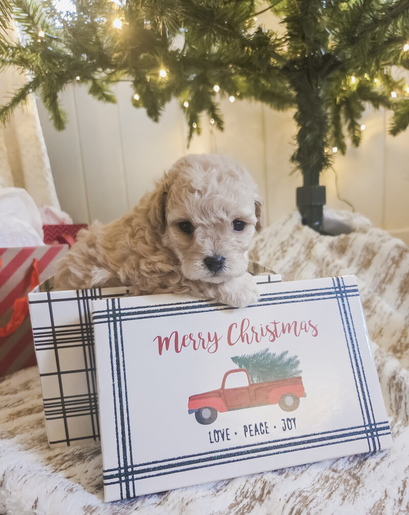 9a1dbe42-6611-4d08-b32d-1e8ad4644d76