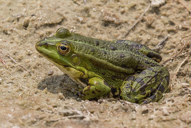 frog12