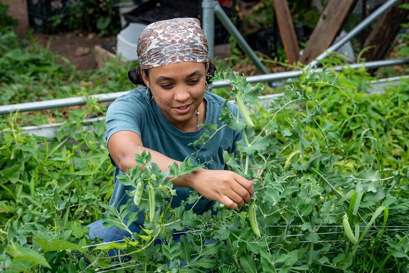Hartford, CT farmer tends to a crop to prepare readiness for Mercado Popular