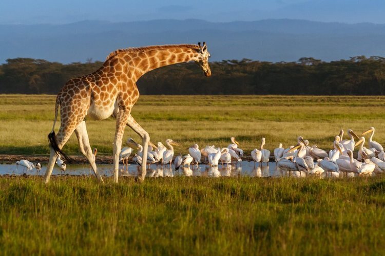 kenya