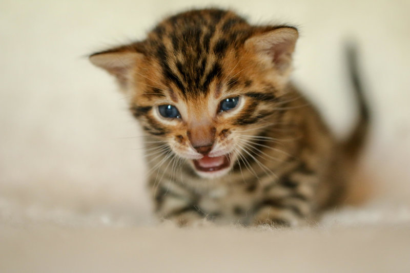 Bengal cat breeder in California , North America