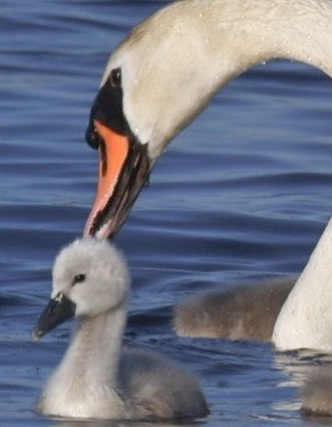 Reach Out Swans