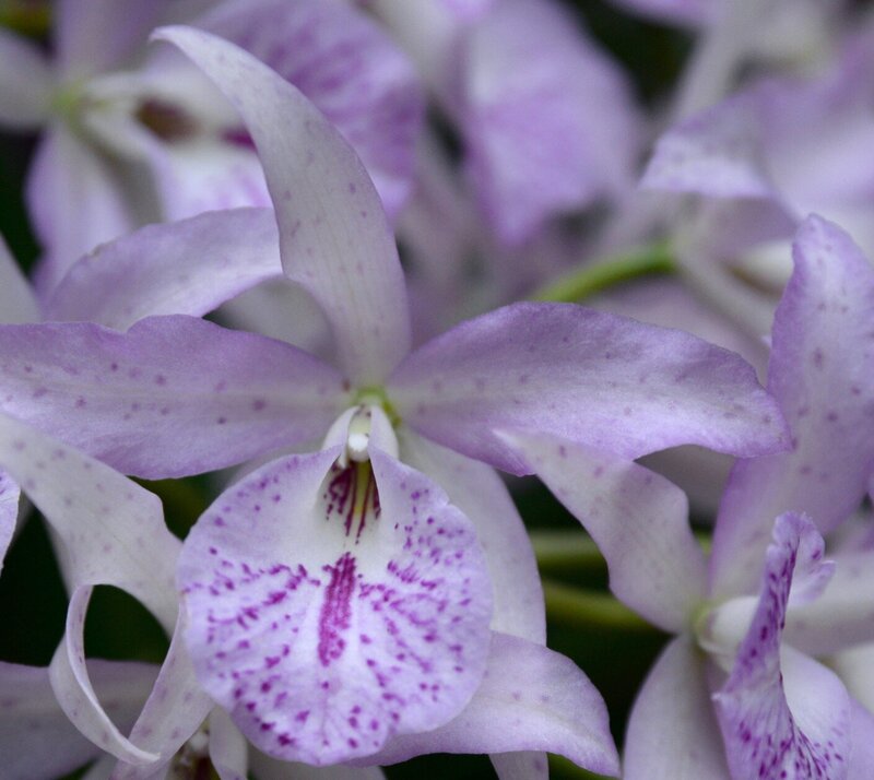 A spray of orchid flowers called Brassanthe Maikai 'Mayumi'._edited