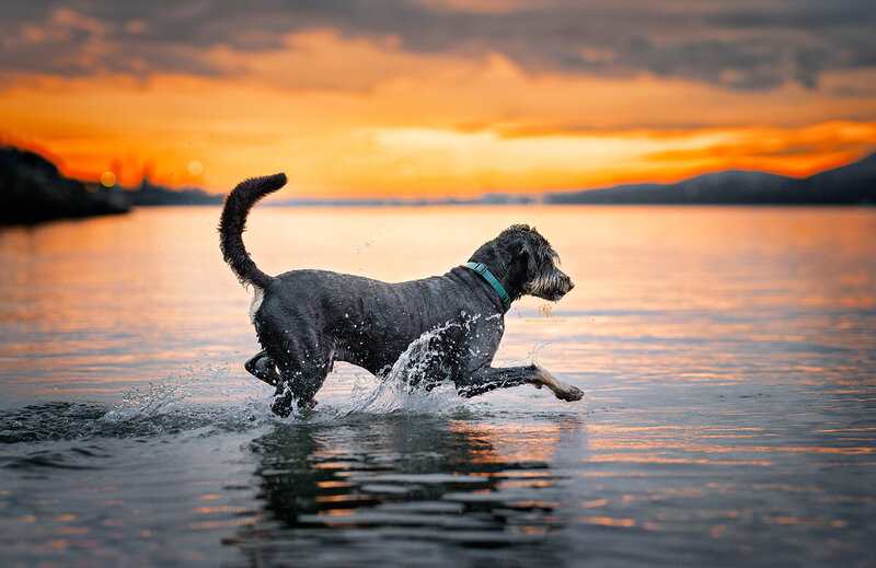 Looking to capture stunning outdoor portraits of your furry friend? Look no further than Pets Through the Lens in Vancouver! Our professional dog photographer specializes in creating beautiful and candid pet photoshoots in scenic locations. Whether it's at the beach, park, or forest, we'll capture your pet's unique personality in every shot. Book your outdoor pet photography session today and create timeless portraits to cherish forever!