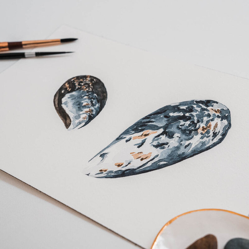Watercolor painting detail of two blue mussel shells by Port Angeles artist Amy Duffy