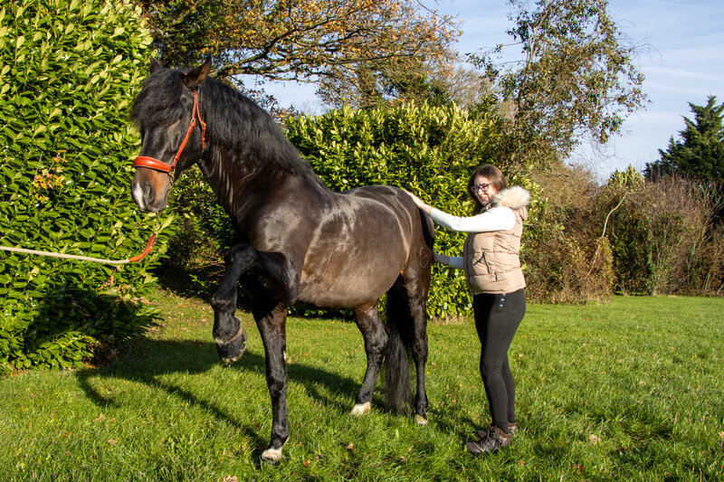 Horse head massage