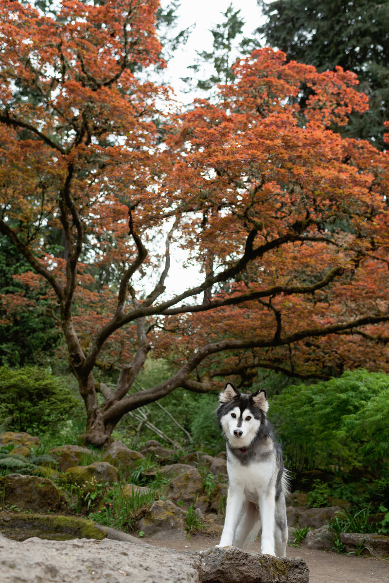 Dog by fall tree