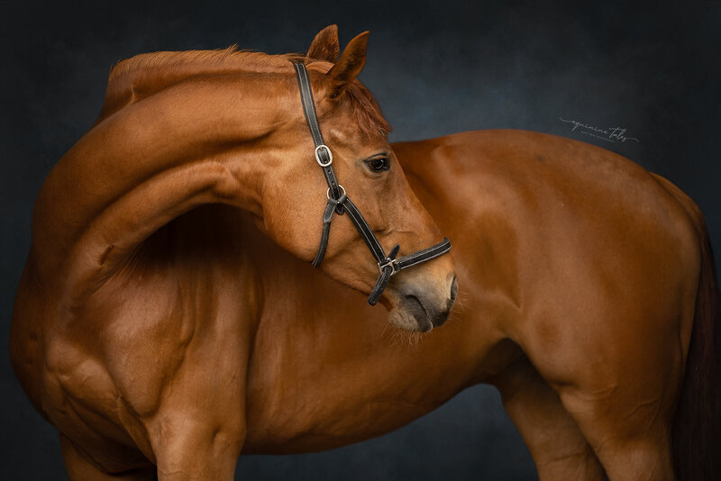 Paardenfotograaf