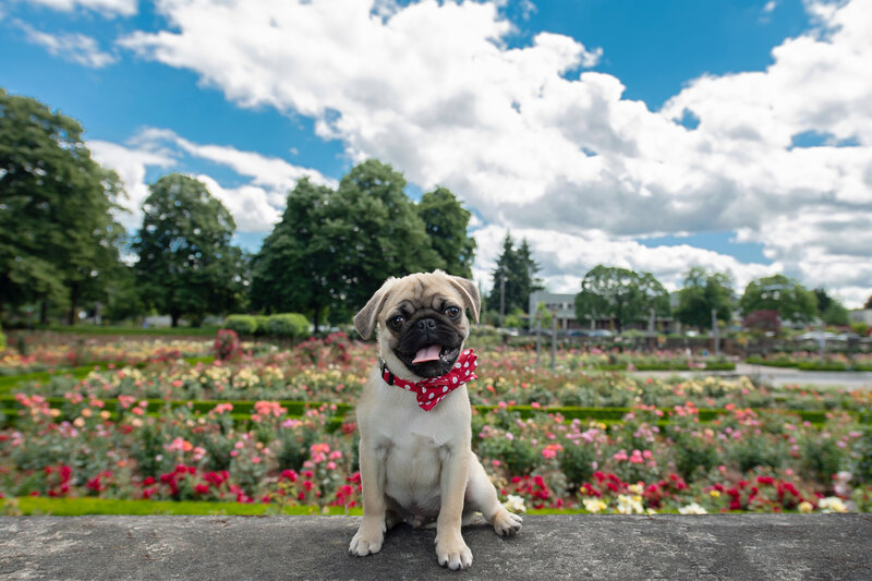 puppy in front of flowers
