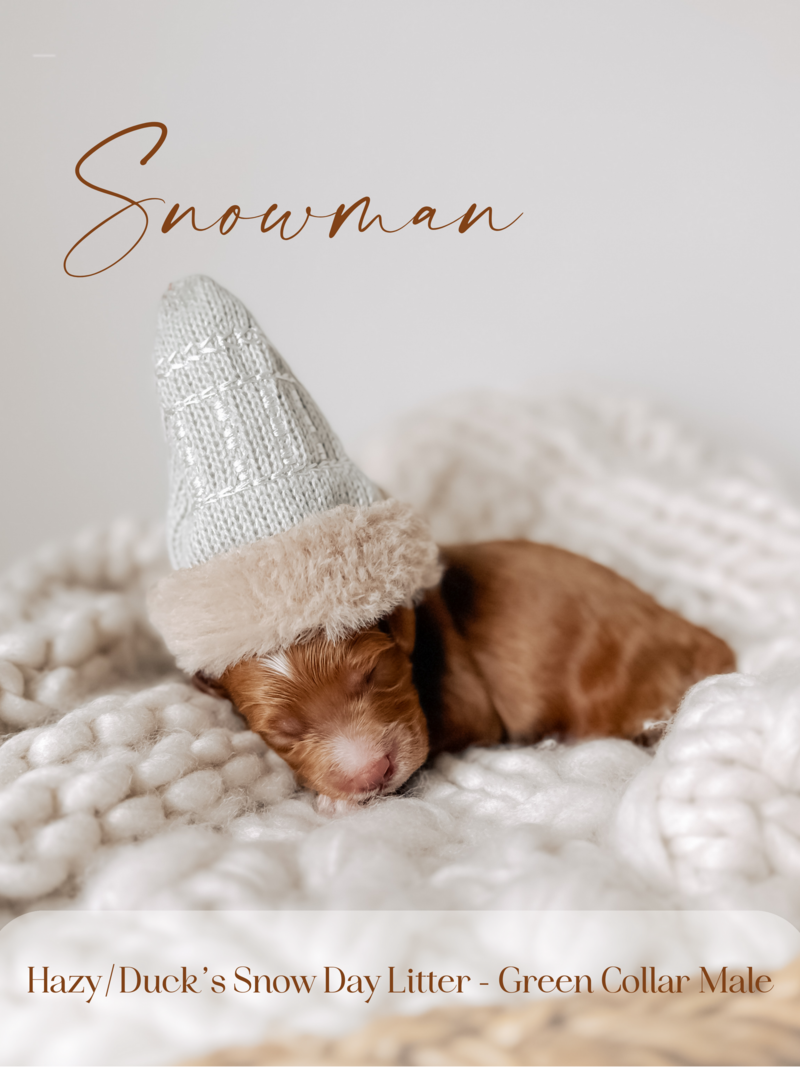 Snow Day Litter - 27