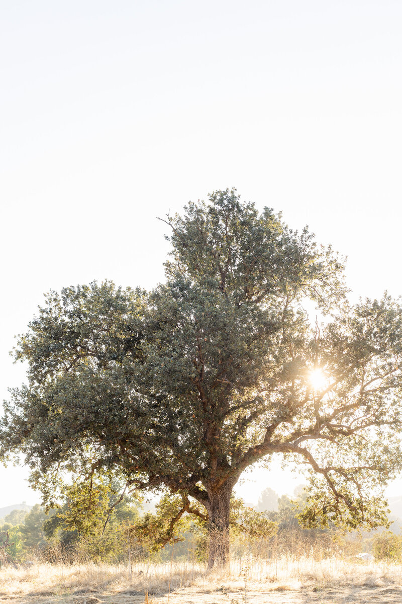 natural outdoor setting for holiday mini sessions in los angeles