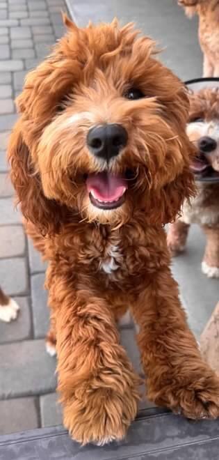 Red goldendoodle puppy Texas breeding.