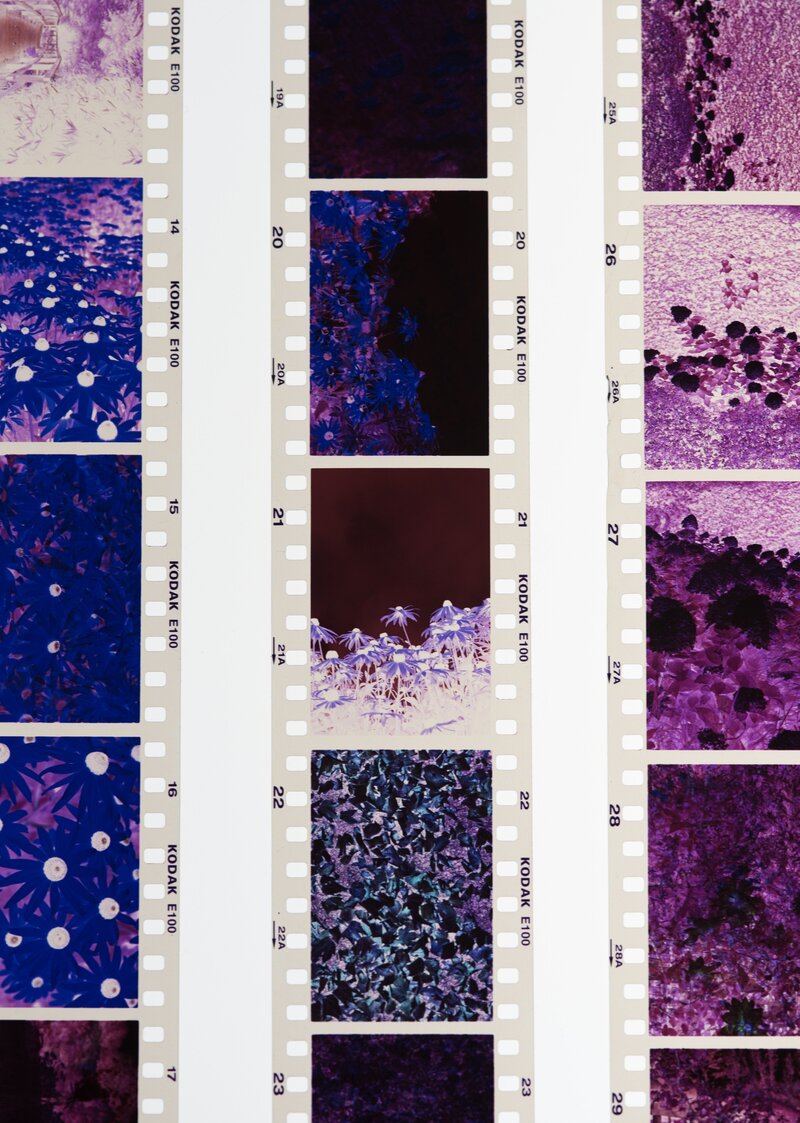 three sheets of negatives from a film character that are purple in hue for the video editing page on socialfizz