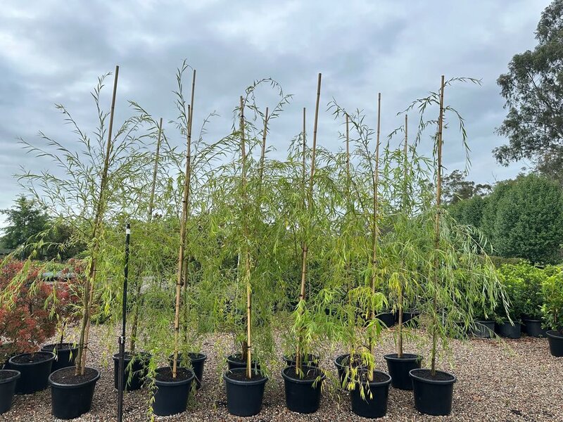 Mature Salix Babylonica - Weeping Willow - Go Green Nurseries - Sydney Plant Nursery