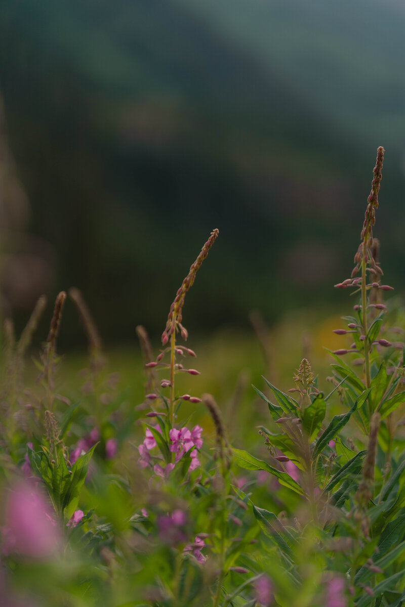 A_C_Crested_Butte_Wildflower_Engagement_Photos-93