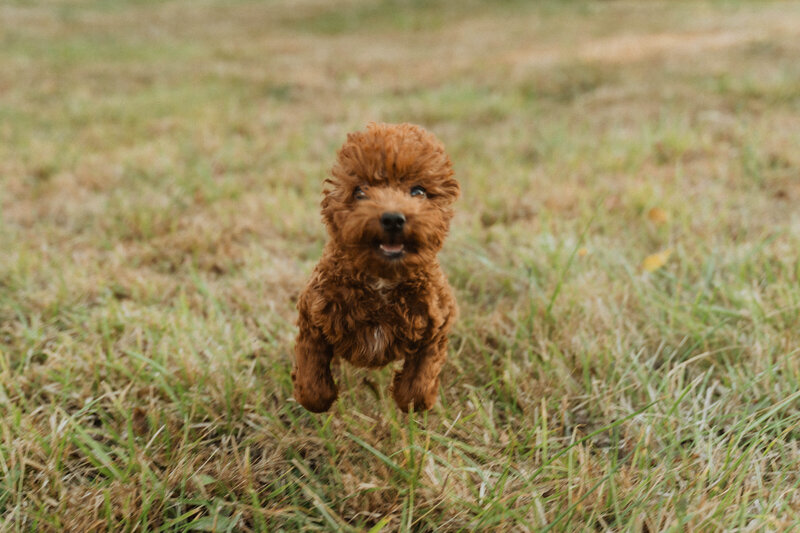 small mini goldendoodle puppy running through field