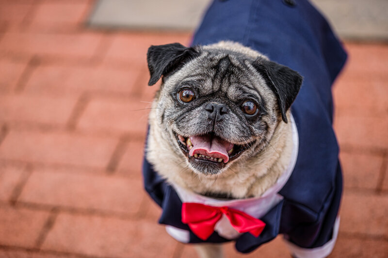 Winston the pug dressed in an adorable tuxedo during an engagement session, adding a charming and whimsical touch to the couple’s photoshoot and highlighting their love for their stylish furry companion.