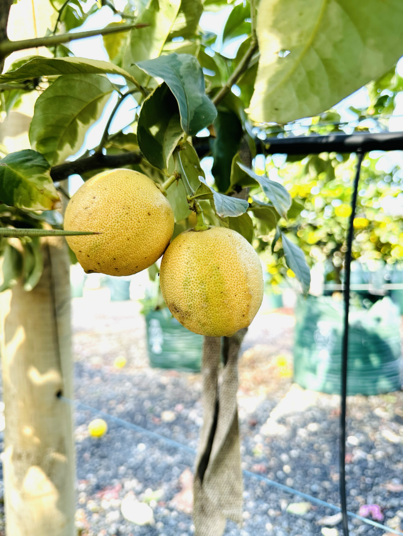 EUREKA VARIEGATED 'PINK LEMON' | Citrus Limon 'Variegated Pink' Mature Citrus & Fruit Trees