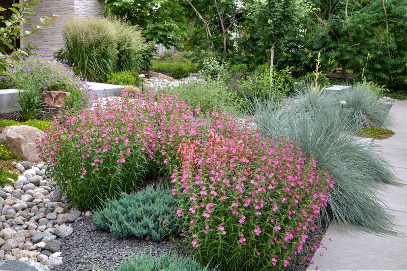A garden pathway bordered by pink blooms, silver grasses, and textured foliage with stones and pebbles under a soft, overcast sky.