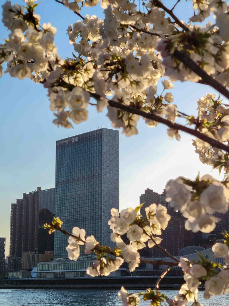 White cherry blossoms framing the United Nations Headquarters with the Manhattan skyline in the background in New York City, United States ©Stephanie Dosch | theViatrix Luxury Travel