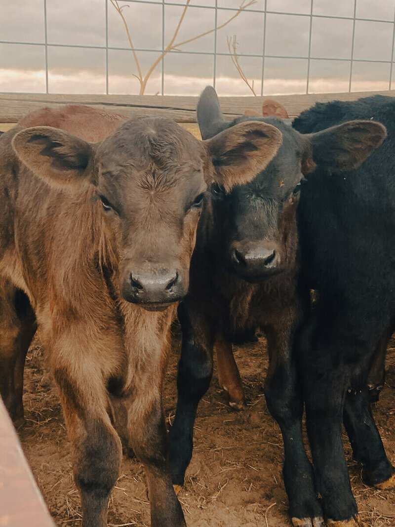 two baby calves with a fence in the background