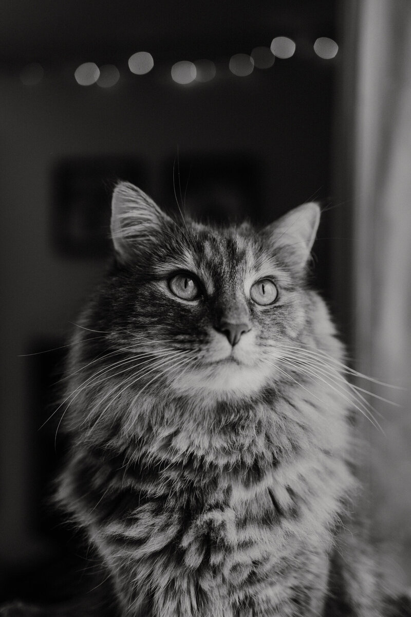 black and white image cat