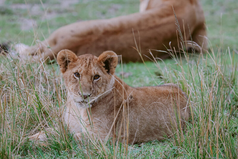safariedited-139-Edit