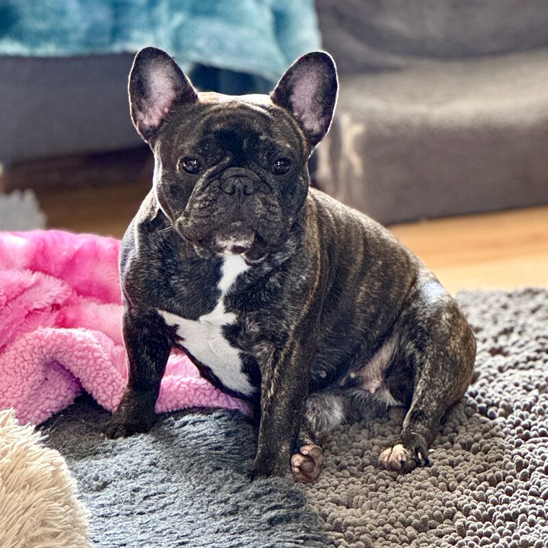 Playful French Bulldog raised in a loving guardian home