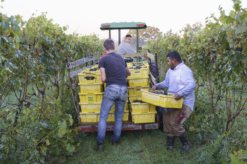 farmers picking grapes from the vines