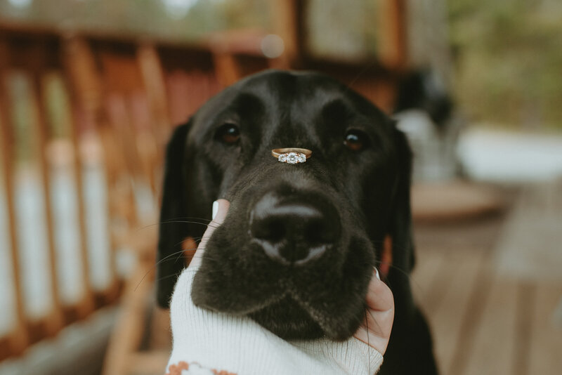Dog Friendly Wedding