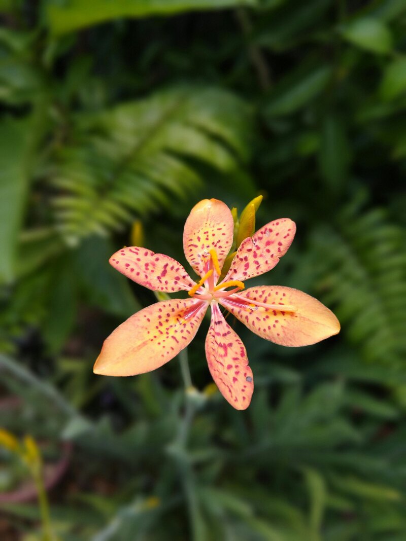 orange flower