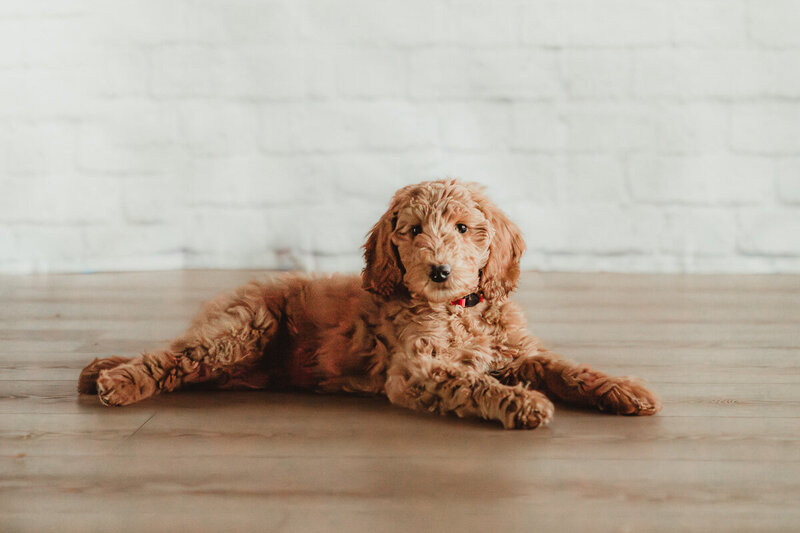 Red Apricot Moyen Poodle 9 weeks