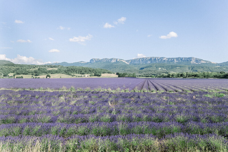 Lavender perfect field