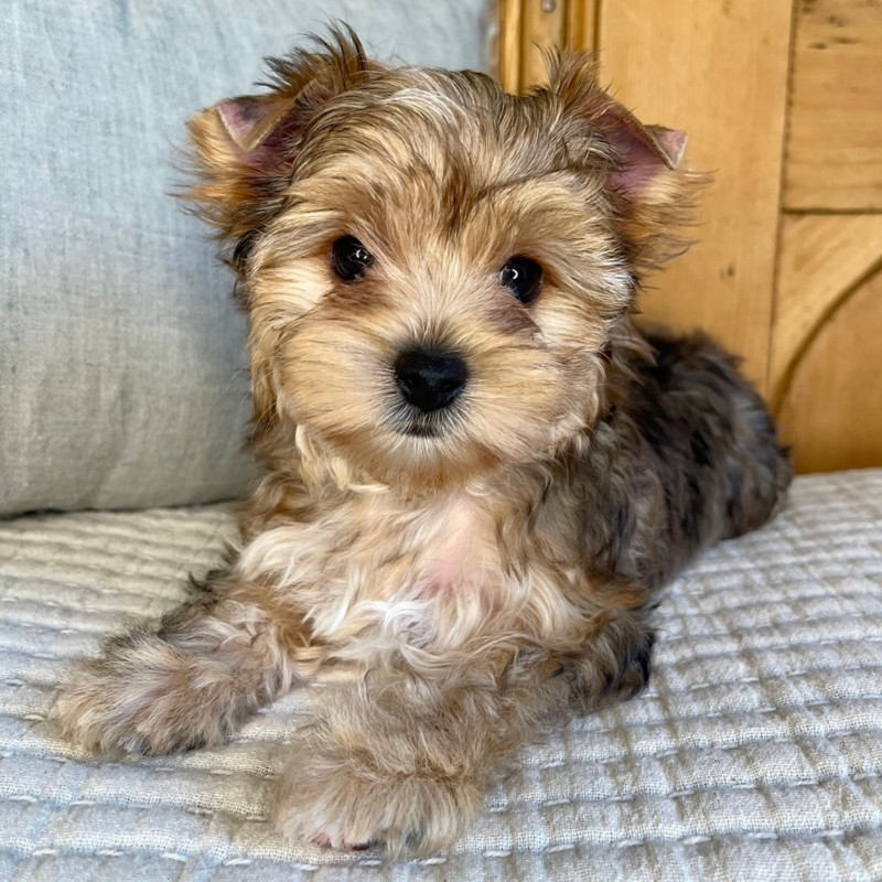 A multi-colored Yorkie puppy sitting down on a blanket staring at you