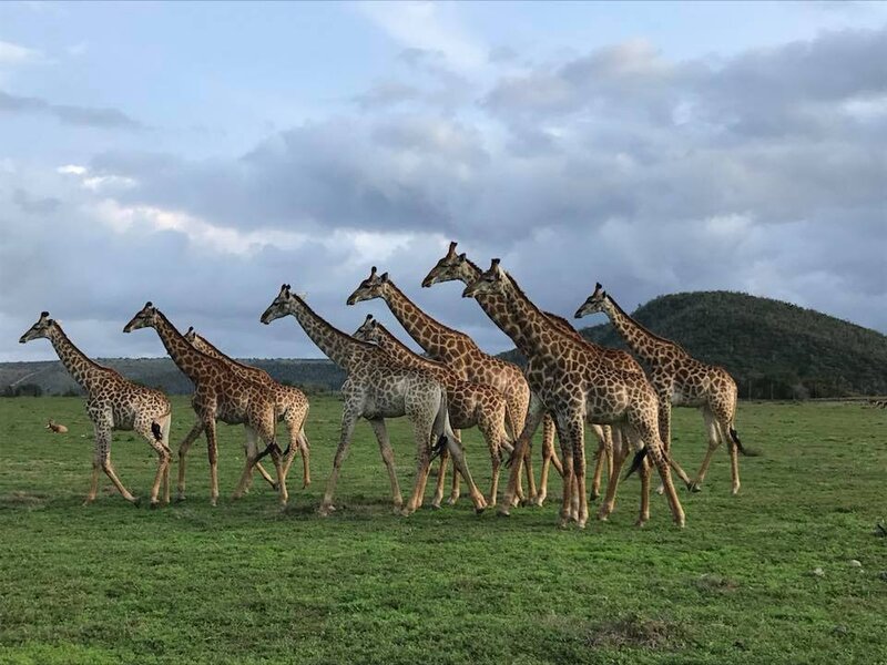 A herd of giraffes walk across a green field in the plains of South Africa. The photo was taken while on Safari.