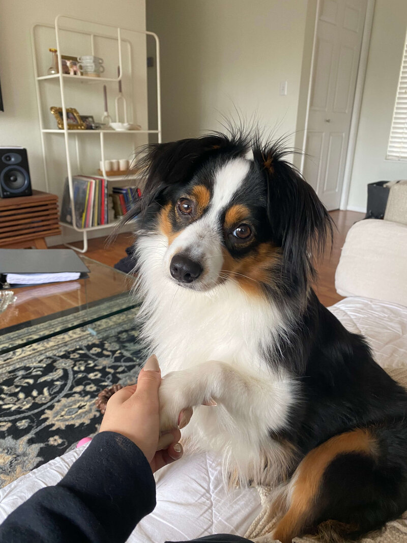 Birdie June, a mini australian shepherd with her paw in someone's hand, representing the namesake for the Oregon wedding planners Birdie June Events and Rentals. 