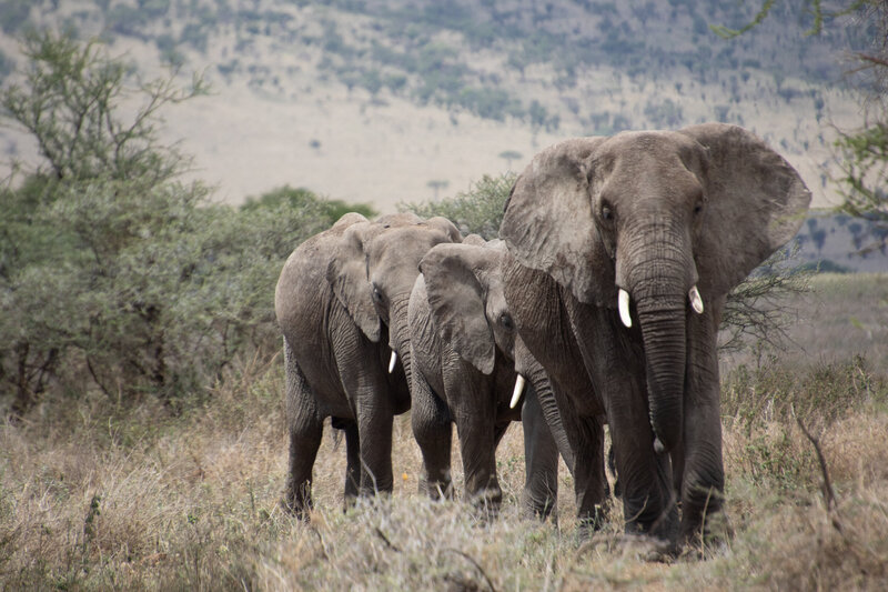 Serengeti Safari (3)