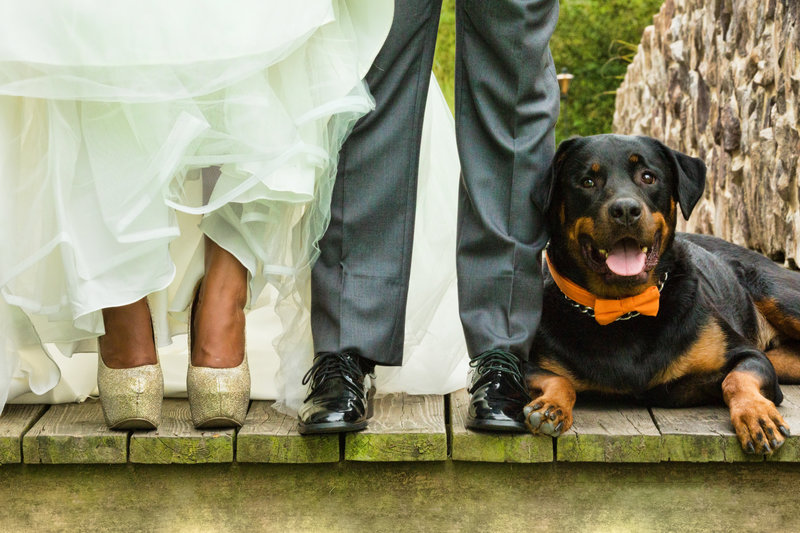Rottweiler sitting at the feet of the bride and groom, adding a loyal and regal presence to their wedding day.