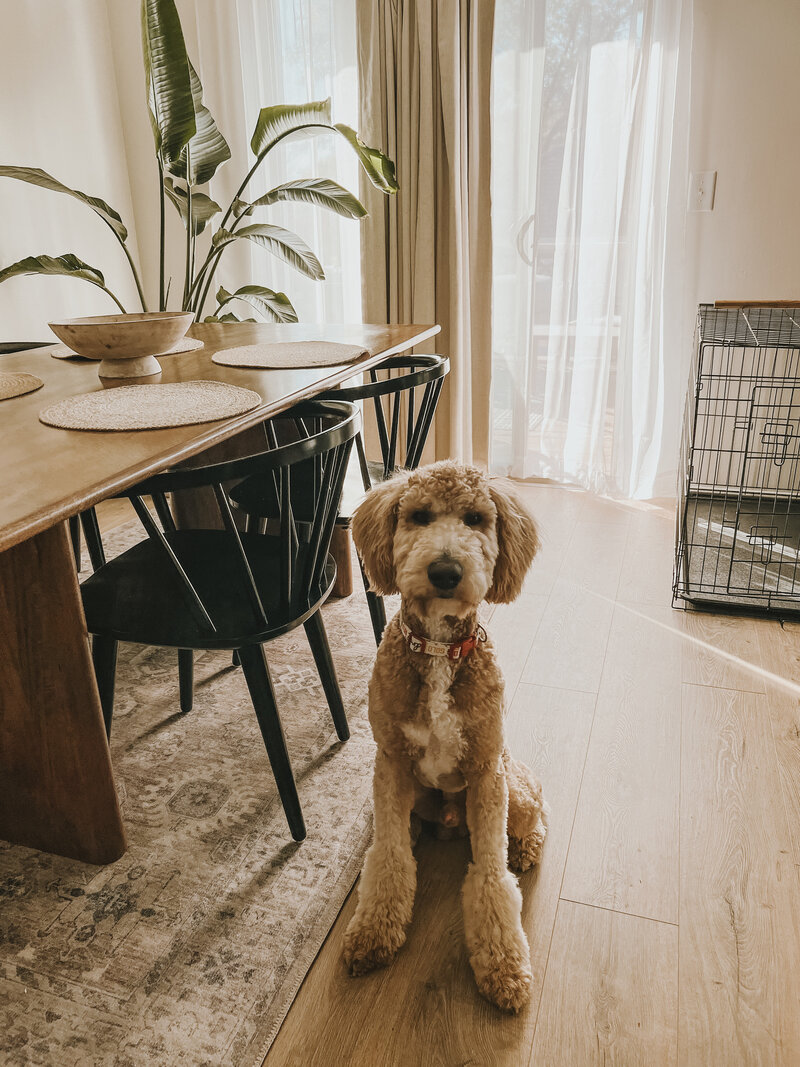 dog sitting in kitchen