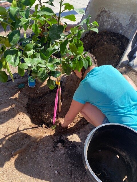 Garden installation courtesy Gospel Rescue Mission