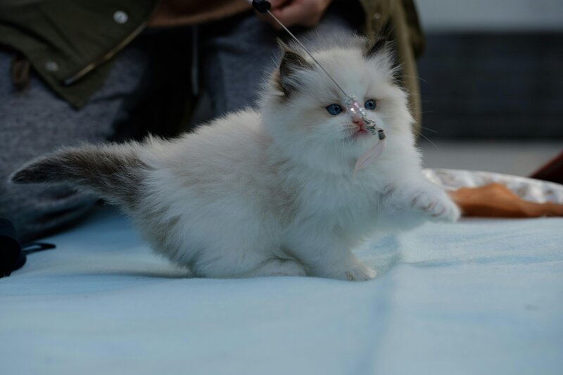 Almontecats.com Ragdoll